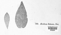 Aecidium behenis image